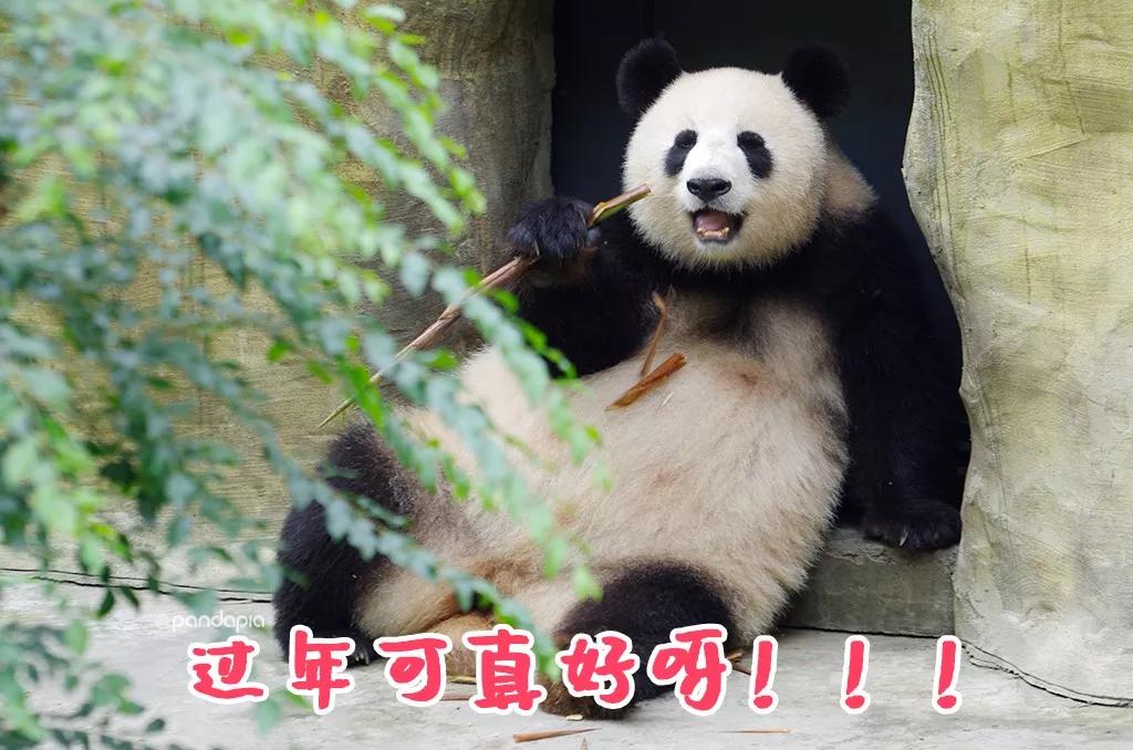 优选推荐“熊猫麻将怎么老是输钱-哔哩哔哩 