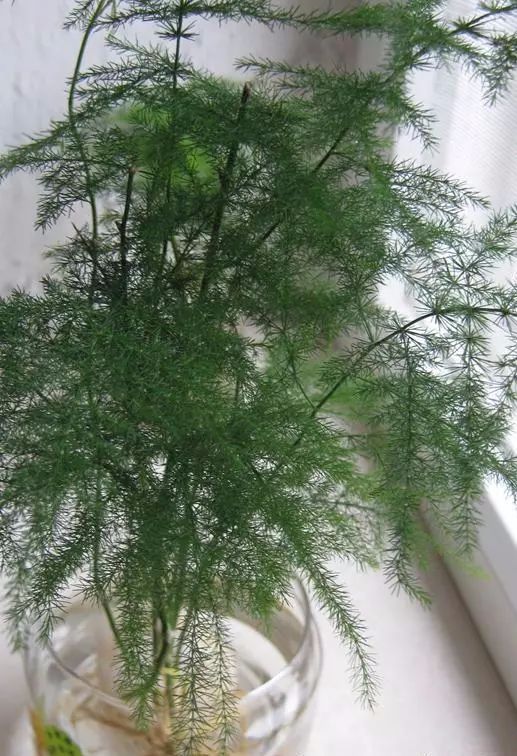 一分钟教你“雀神麻将稳赢不输的秘诀(确实有挂)-知乎