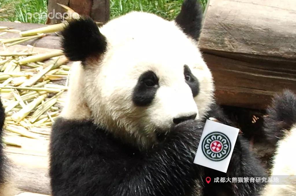 关于！熊猫手机麻将神器通用版(怎样才能有好牌)