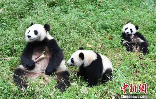 科技通报“熊猫大厅是否能开挂&quot;分享装挂步骤技巧